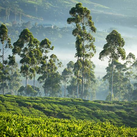 Ceylon Tea Trails Hotel Norwood Buitenkant foto