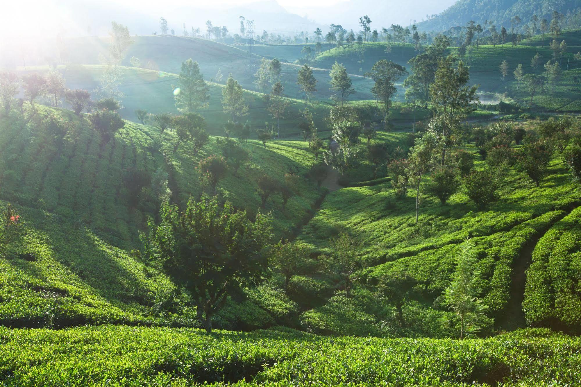 Ceylon Tea Trails Hotel Norwood Buitenkant foto