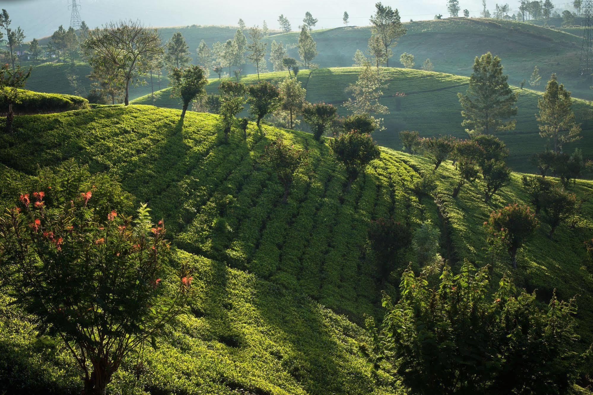 Ceylon Tea Trails Hotel Norwood Buitenkant foto