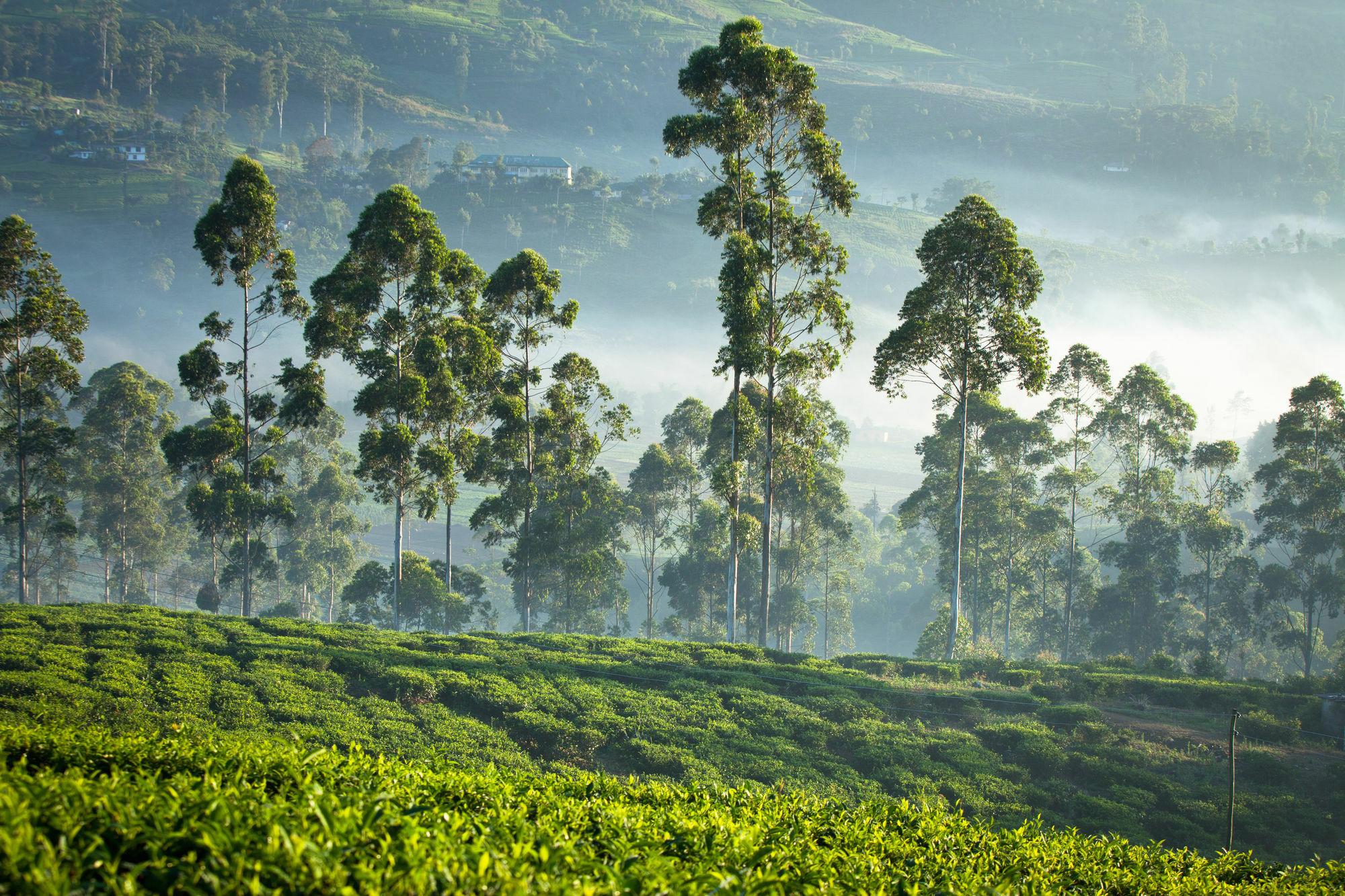 Ceylon Tea Trails Hotel Norwood Buitenkant foto